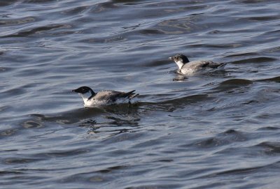 Ancient Murrelet