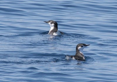 Guadalupe Murrelet