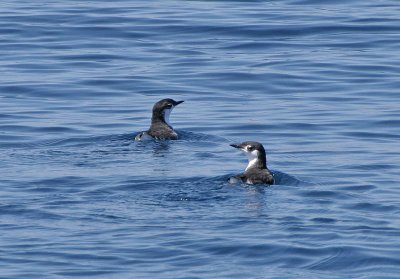 Guadalupe Murrelet