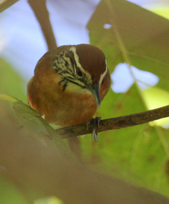 Happy Wren