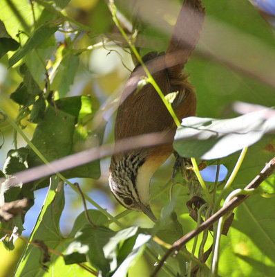 Happy Wren