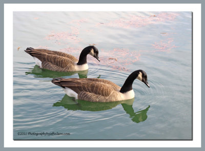 palos_verdes_lake_scenes