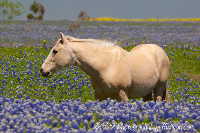 texas_bluebonnets_2012