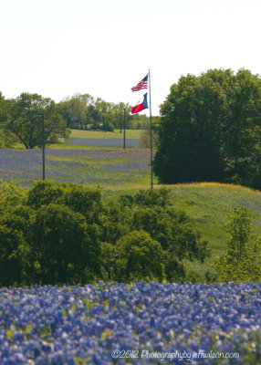 texas_bluebonnets_2012