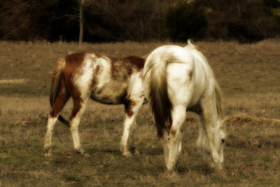 photos6jan08