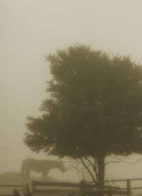fog3.jpg