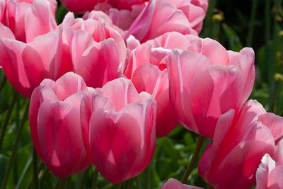 Tulips