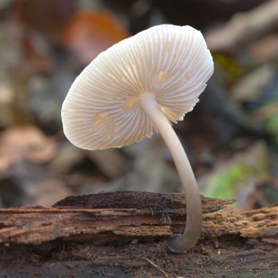Fungus
