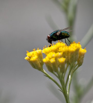 macro_insects