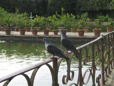 pigeonspitti.jpg