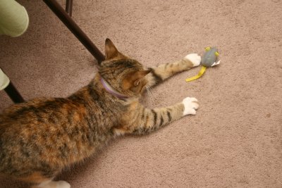 Lizzy Playing with Mouse