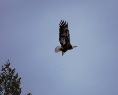 DSC_0463a copyrs.jpg