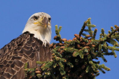 Bald Eagle, Kenai Peninsula, Alaska