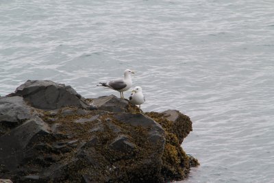 Gulls  - Seward, Alaska