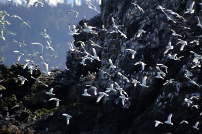 Gull Island, Homer, Kachemak Bay, Alaska
