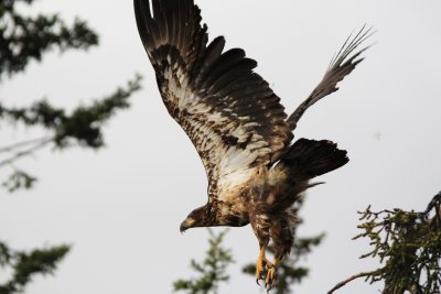 Juvenile Bald Eagle, Kenai, Alaska