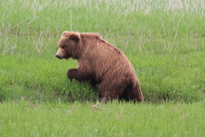 Alaskan Coastal Brown Bear, Lake Clark, Alaska