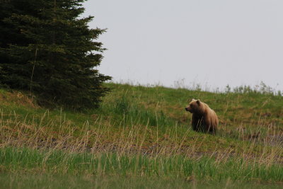 Alaskan Coastal Brown Bear, Lake Clark, Alaska