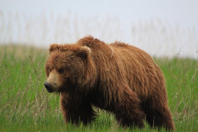 Alaskan coastal brown bear, Lake Clark, Alaska