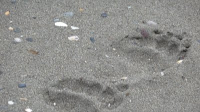 Alaskan Coastal Brown Bear Tracks