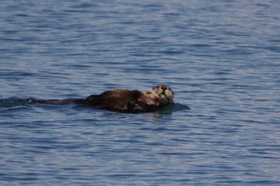 Mama Sea Otter holding her baby, Kachemak Bay, Alaska