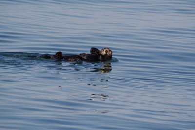 Sea Otter, Kachemak Bay, Alaska