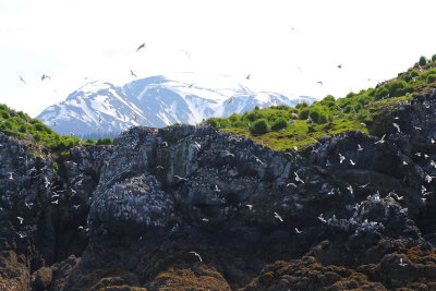 Gull Island, Kachemak Bay, Alaska