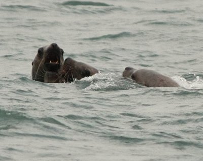 Harbor Seals, Seward, Alaska