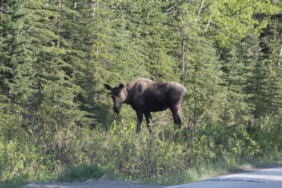 Moose, Kenai Peninsula, Alaska