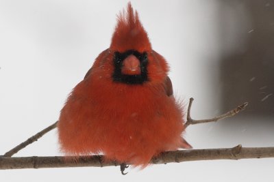 winter cardinal_07.jpg
