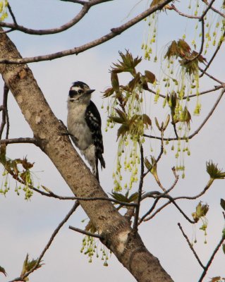 woodpecker 8x10.jpg