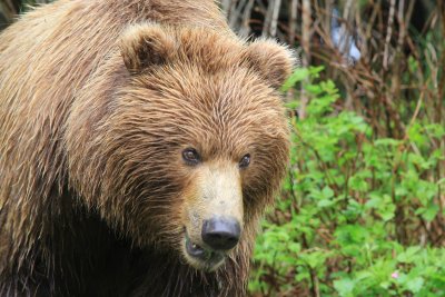 Alaskan Coastal Brown Bear