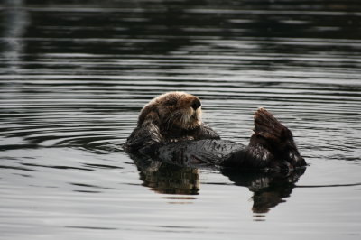 sea otters_08_1.JPG