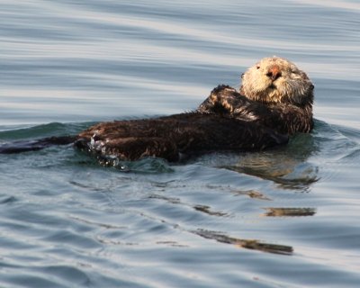 sea otters_34.JPG