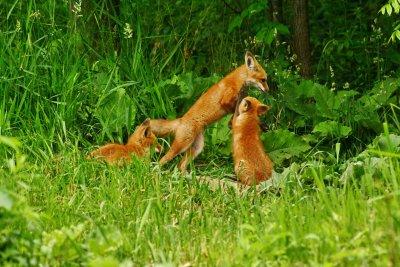 red_fox_2012