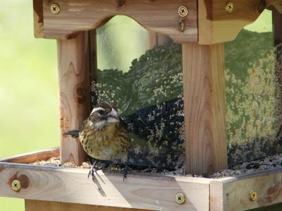 Rose Breasted Grosbeak Female.jpg