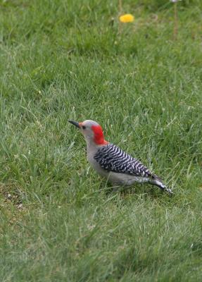 female red-bellied woodpecker4.JPG