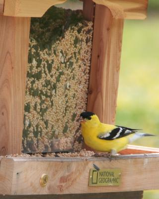 Goldfinch Male.jpg