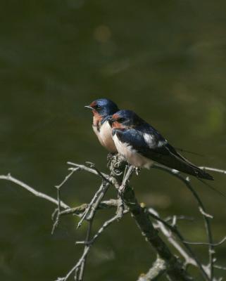 barn swallows 8x10.jpg