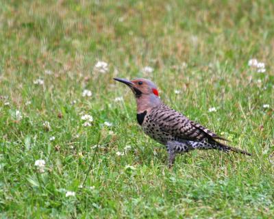 Northern Flicker