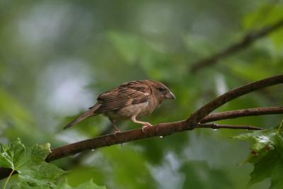 Juvenile Grosbeak