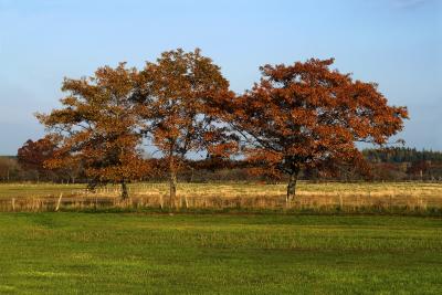 PICT0588.jpg