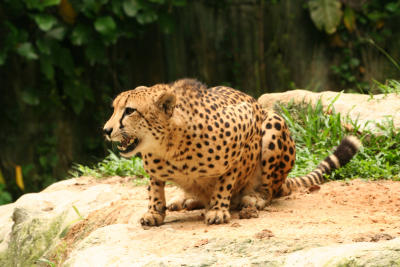 cheetah