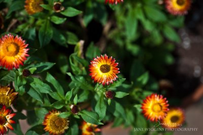 untitled-(21-of-52).jpg