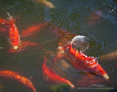 untitled-(5-of-52).jpg