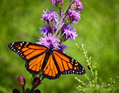 Cedar Valley Arboretum & Botanic Gardens