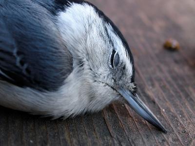 The Day in the Life of a Nuthatch