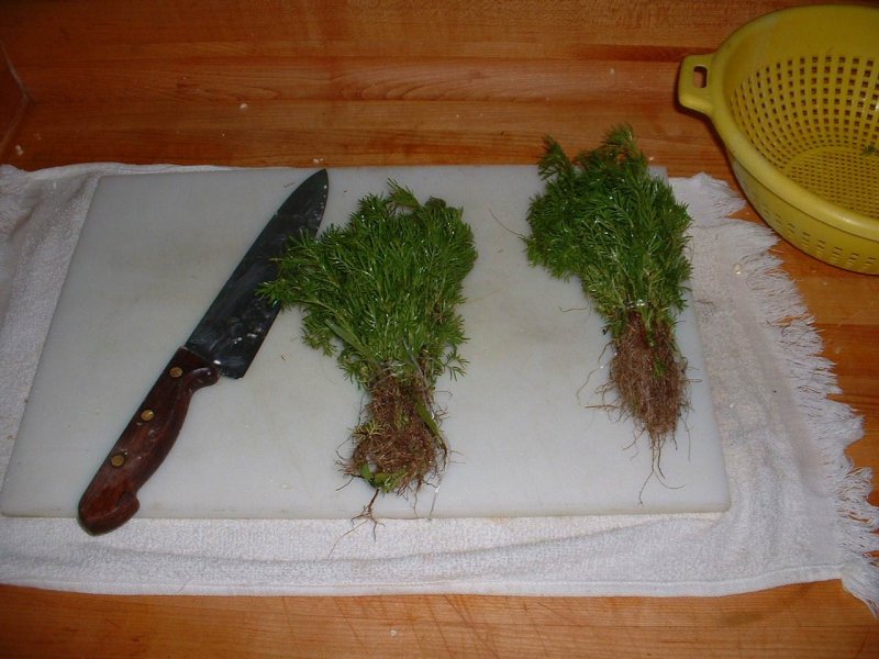 Atole de Grano: the anicillo, ready to chop