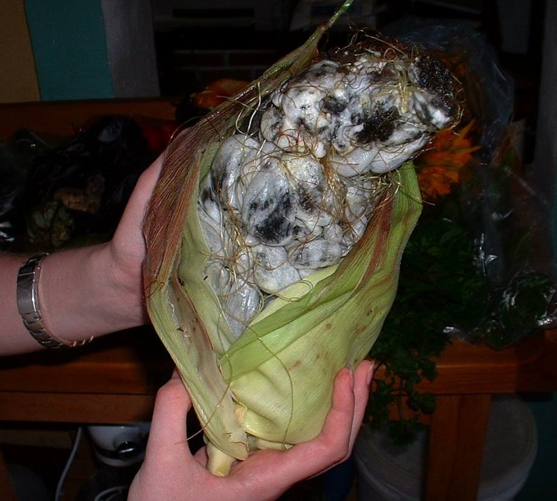 Deformed Corn (Huitlacoche)
