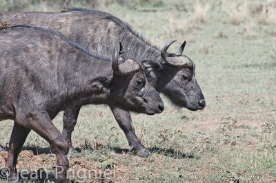 Tanzanie